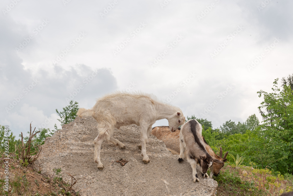 Goat cubs playing on the rocks.