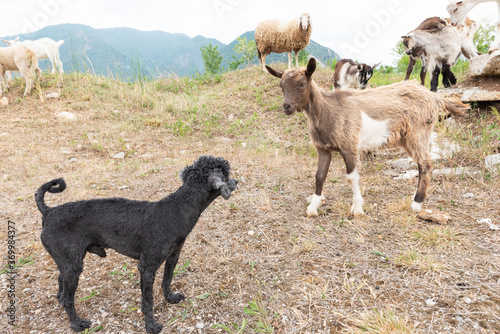 Goat cub and toy poodle look at us. Concept of diversity, acceptance and curiosity.