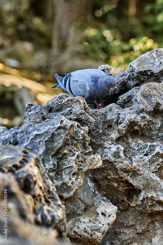 A gray pigeon perched on some rocks