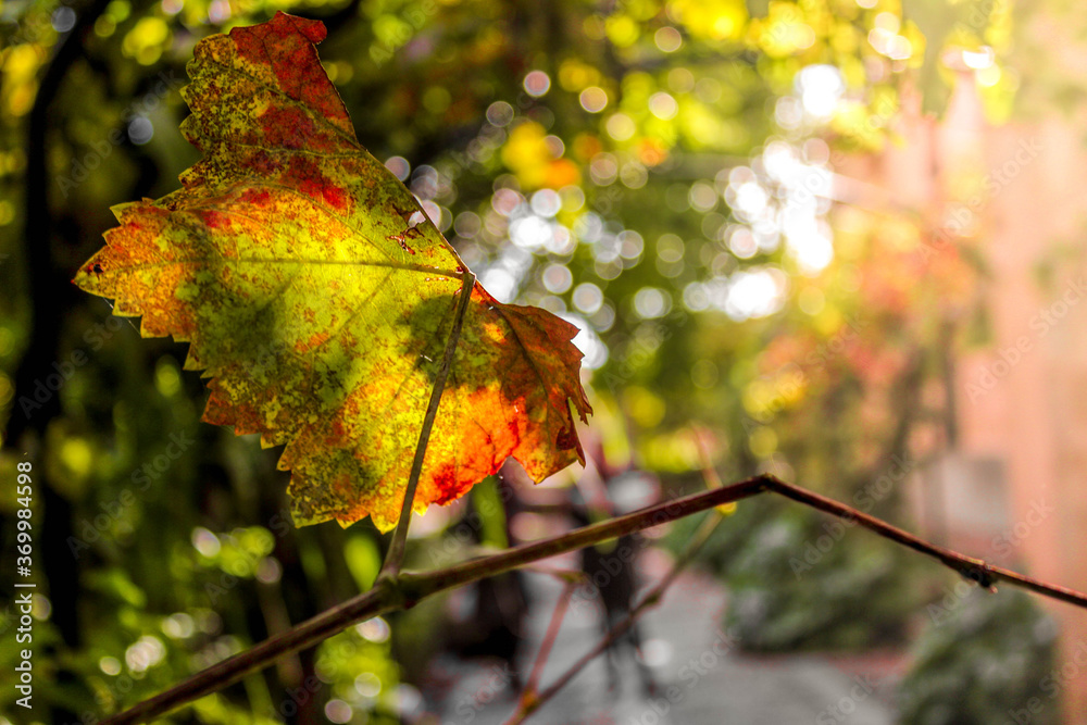 Obraz premium Green and red tree leaf with plants in the background.