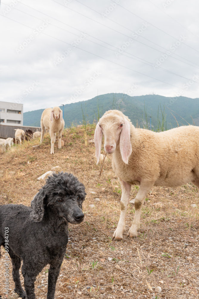 White sheep and black Toy Poodle look at us. Concept of diversity, acceptance and curiosity. White sheep and black Toy Poodle look at us. Concept of diversity, acceptance and curiosity.