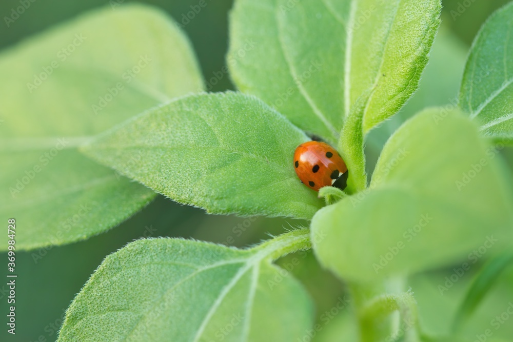 Fototapeta premium Ein roter Marienkäfer sitzt zwischen grünen Blättern einer Sonnenblume, Coccinellidae