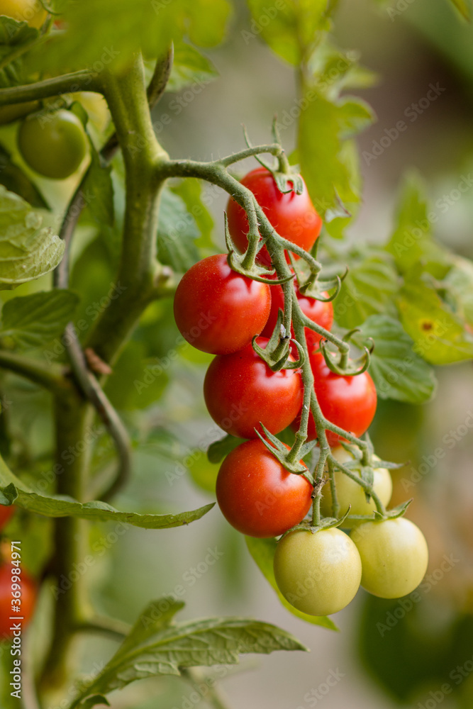 tomatoes in the garden tomatoes in the garden
