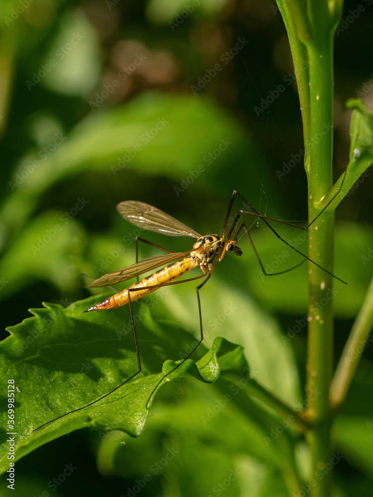 Adult Crane Fly on plant Adult Crane Fly on plant