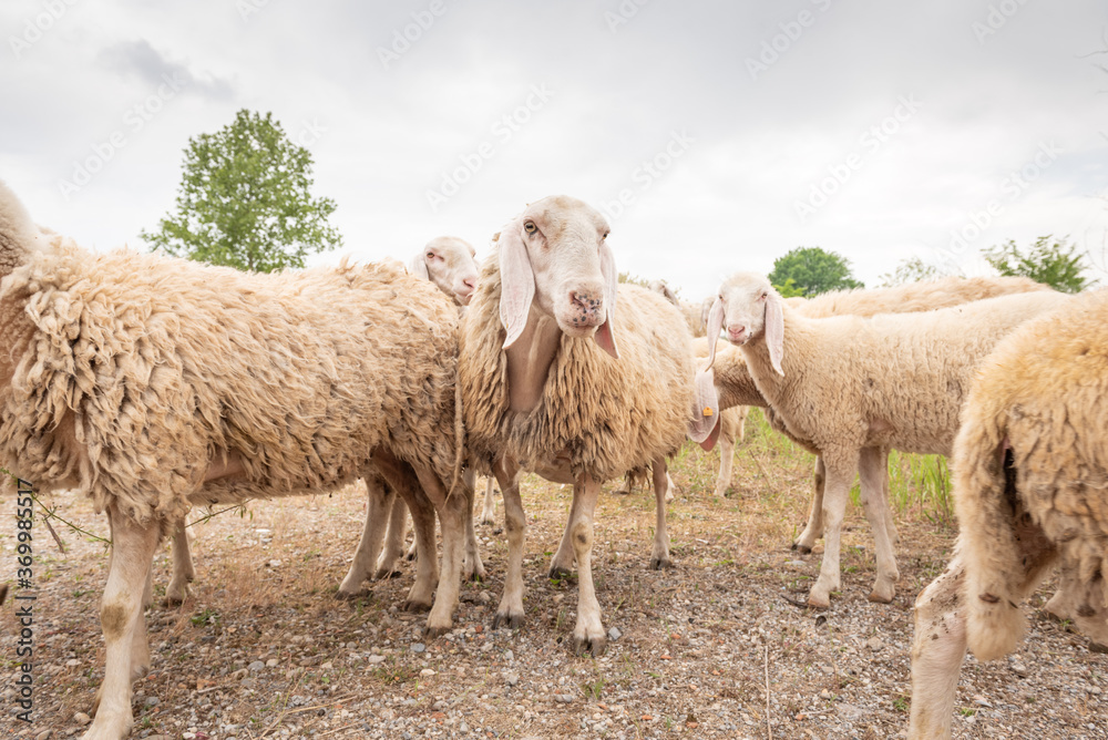 Sheep grazing in a mountain meadow.