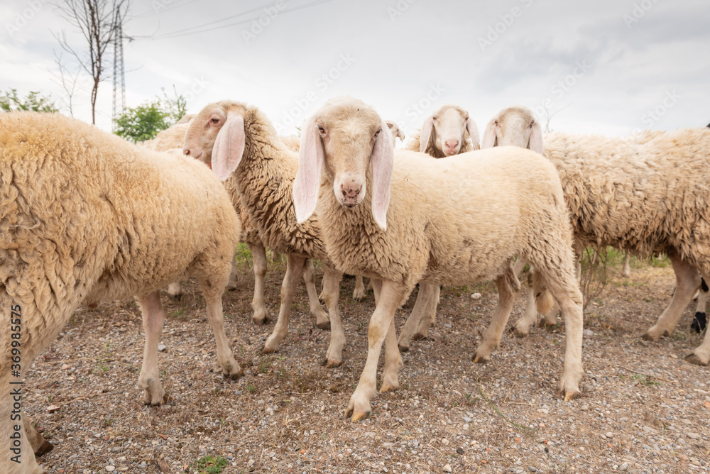 White sheep looking in front of the camera. Concept of diversity, acceptance and curiosity.