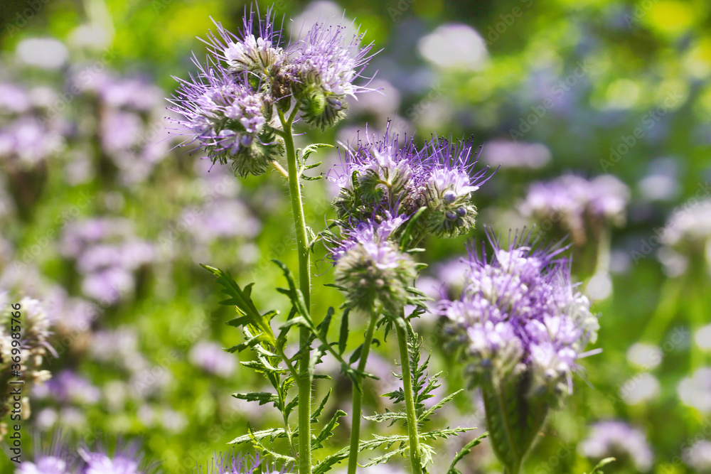 Lacy phacelia flower, blue tansy or purple tansy Lacy phacelia flower, blue tansy or purple tansy