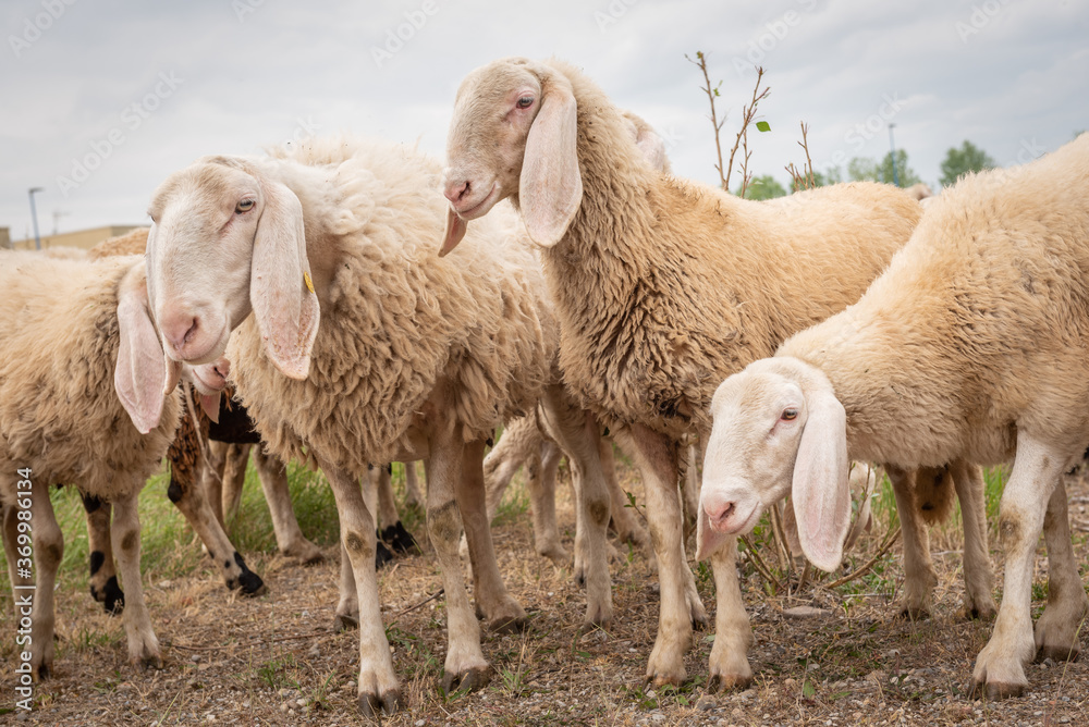 White sheep looking in front of the camera. Concept of diversity, acceptance and curiosity. White sheep looking in front of the camera. Concept of diversity, acceptance and curiosity.