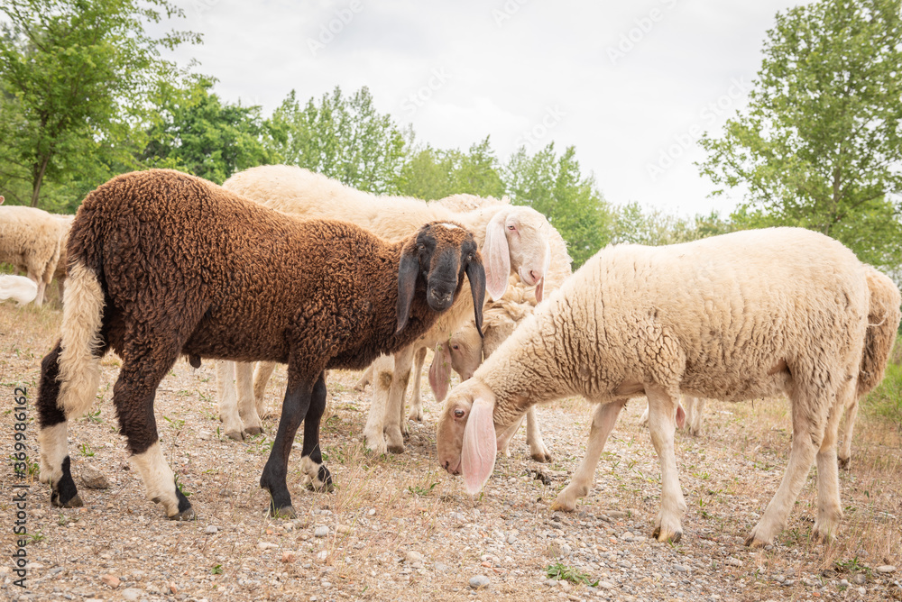 Fototapeta premium Goats and sheep of different colors while grazing. Concept of diversity, acceptance and curiosity.