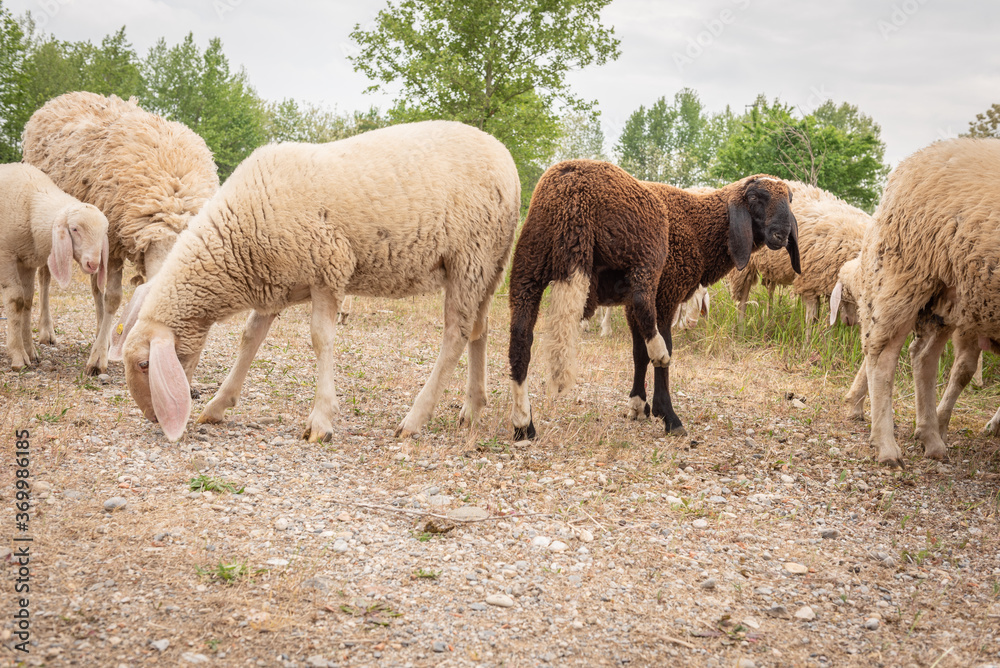 Goats and sheep of different colors while grazing. Concept of diversity, acceptance and curiosity. Goats and sheep of different colors while grazing. Concept of diversity, acceptance and curiosity.
