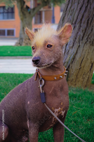 viringo_peruano; perro_sin_pelo; pet_portrait, bald_dog, dog, pet, breed, wierd_breed, wierd photo