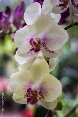 White moth orchids with bright blurry background