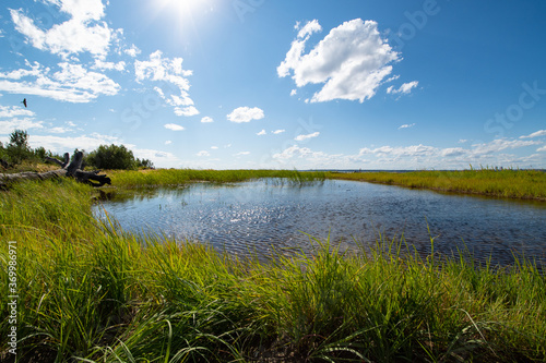 A small pond with lush green vegetation along the banks, bright Sunny day