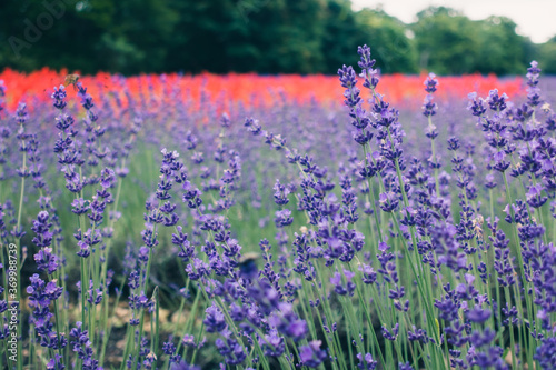 Lavender field in the summer © fannrei