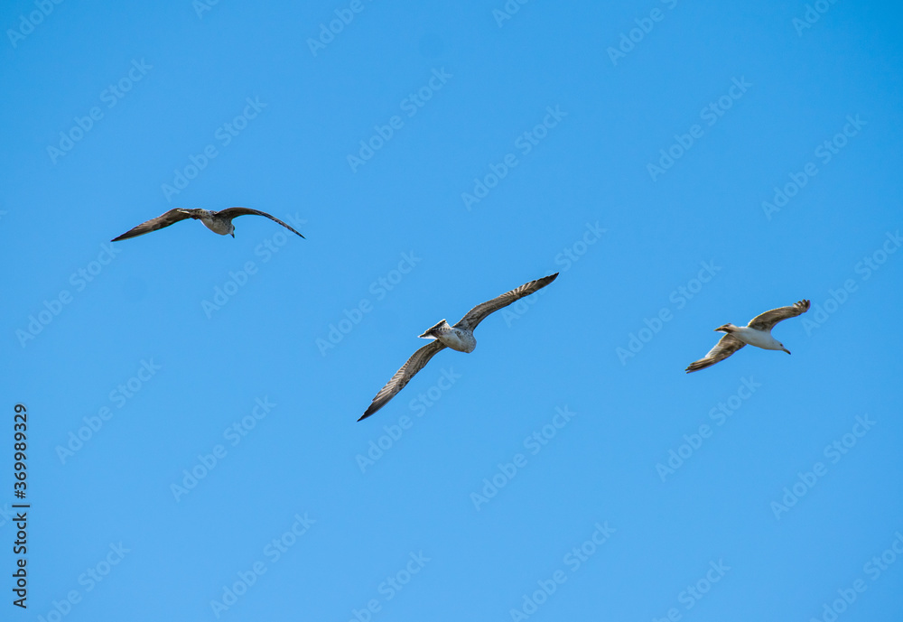 Seagulls flying in a clear blue sky. Copy space. Freedom, dreams, ambitions concept
