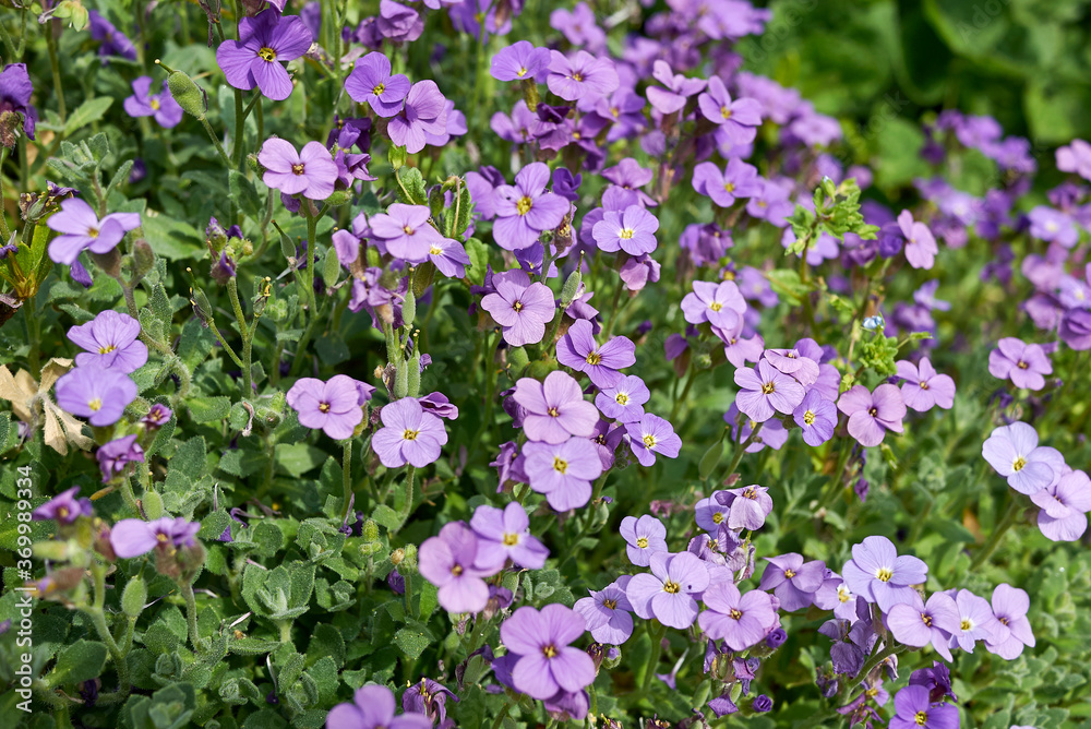 Aubrieta deltoidea Aubrieta deltoidea