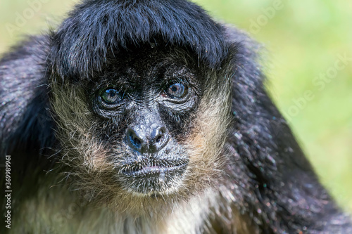 Photography Portrait of Geoffroy Spider Monkey (Ateles geoffroyi) Black handed spider monkey
