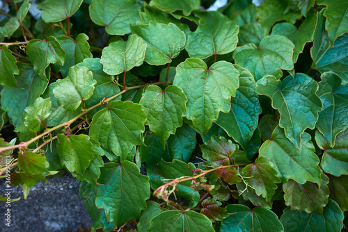Parthenocissus tricuspidata
