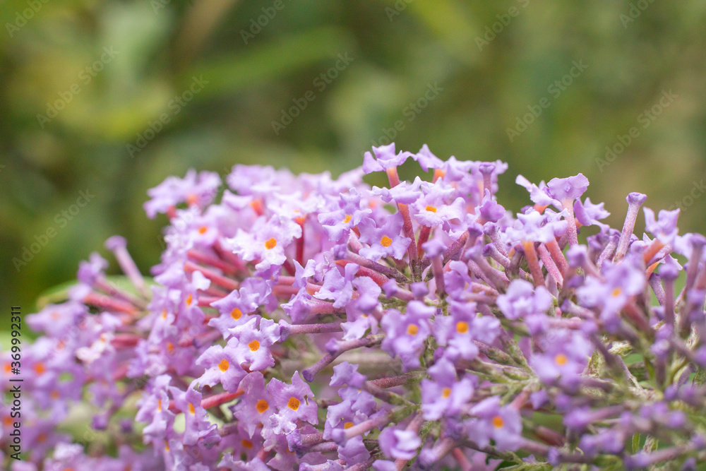 Obraz premium Buddleia Flower Bush