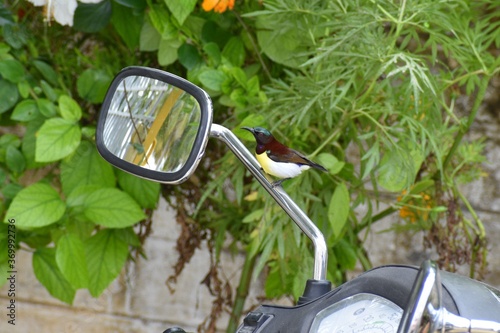 honey bird on a bike photo