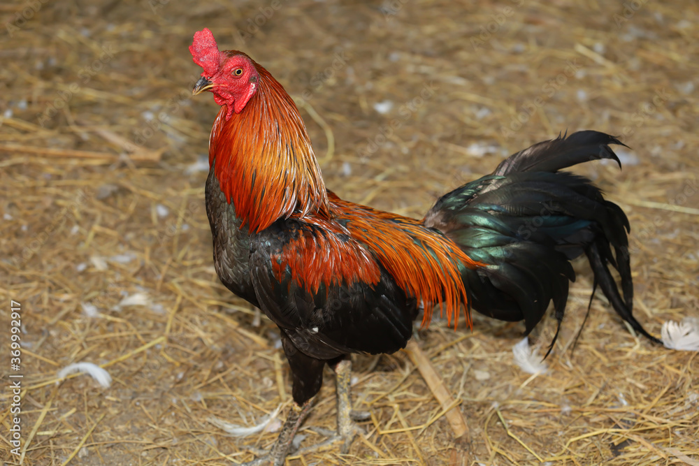 The fighting cock is stay in farm at thailand