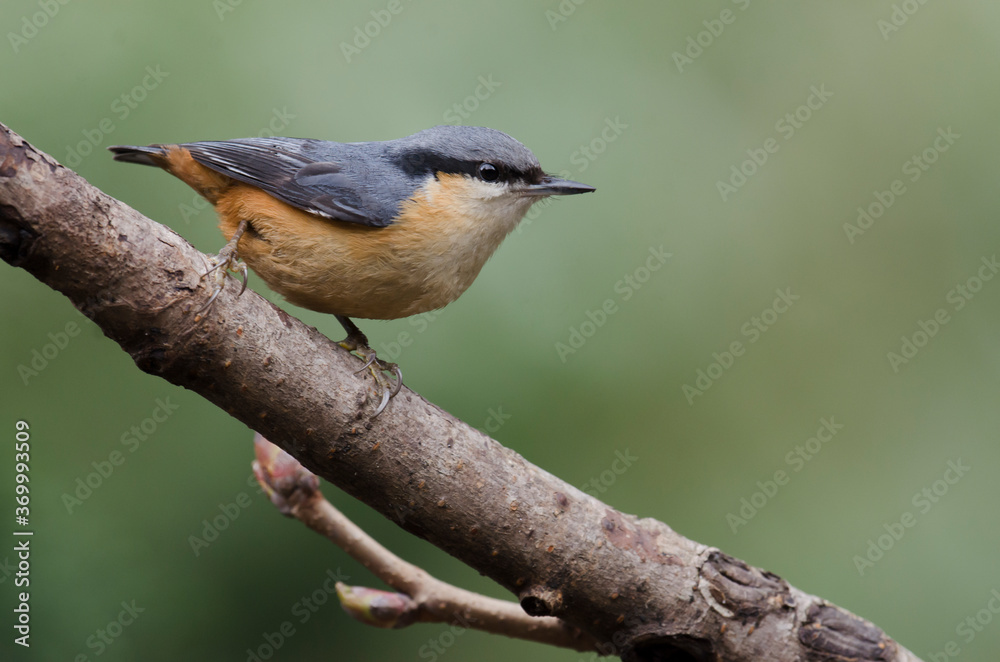 Obraz premium Chestnut-bellied Nuthatch