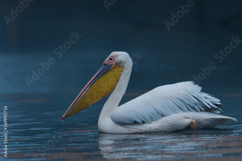 Canvas Print Pelican Bharatpur bird Sanctuary