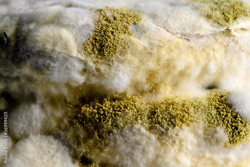 Close-up of bread with fungus