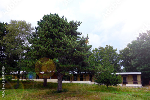 Abandoned holiday cottage by the overgrown beach full of trees