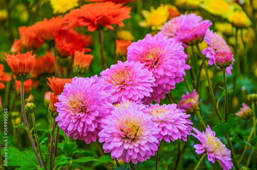 Flowers in the garden Flowers in the garden