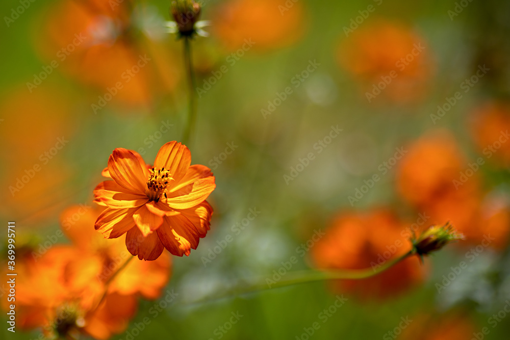 orange flower in front of blurry green background orange flower in front of blurry green background