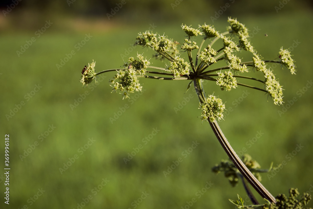 inflorescence umbel inflorescence umbel