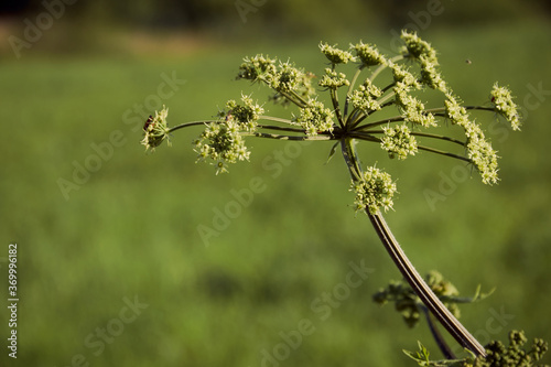 inflorescence umbel