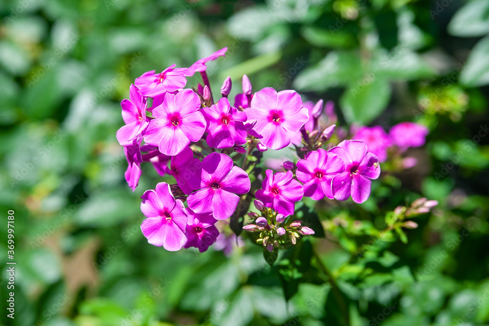 Phlox. Inflorescence of purple phlox. Garden flowers in the flowerbed. Plants in their natural environment. Wonderful natural background. Phlox. Inflorescence of purple phlox. Garden flowers in the flowerbed. Plants in their natural environment. Wonderful natural background.