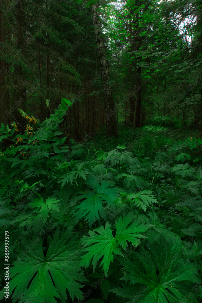 Fototapeta premium forest in the fog