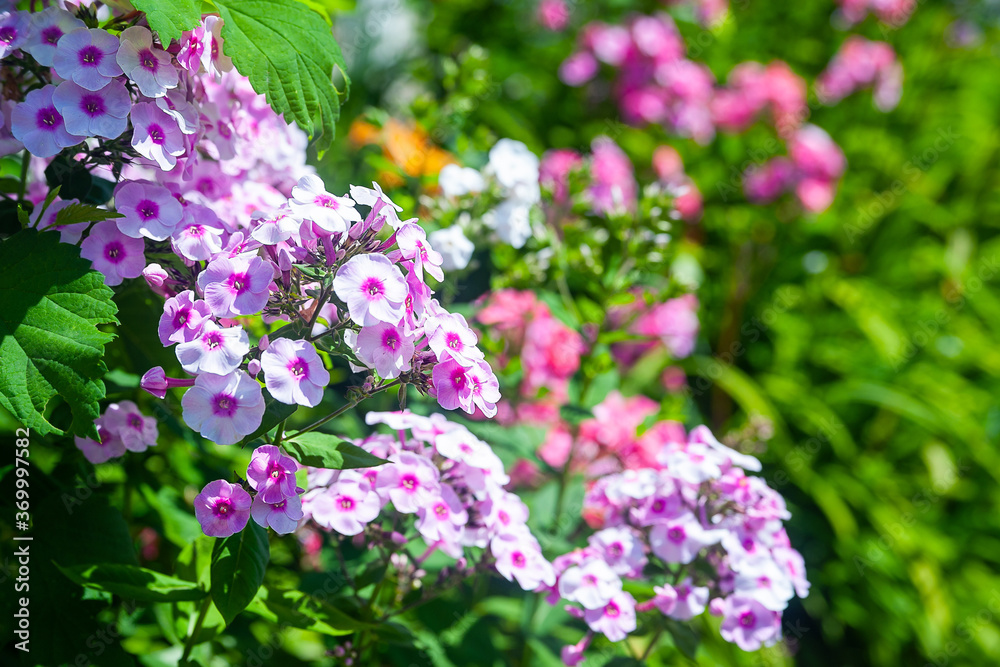 Phlox. Inflorescences of purple and pink phlox. Garden flowers in the flowerbed. Plants in their natural environment. Wonderful natural background. Phlox. Inflorescences of purple and pink phlox. Garden flowers in the flowerbed. Plants in their natural environment. Wonderful natural background.