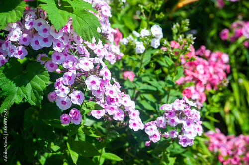 Phlox. Inflorescences of purple and pink phlox in the open air. Garden flowers in the flowerbed. Plants in their natural environment. Wonderful natural background.