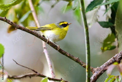 Photography Golden Bush Robin bird India