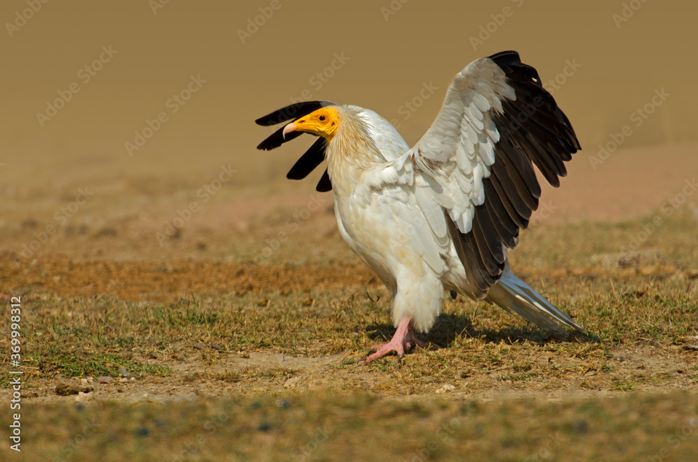 Fototapeta premium Egyptian vulture