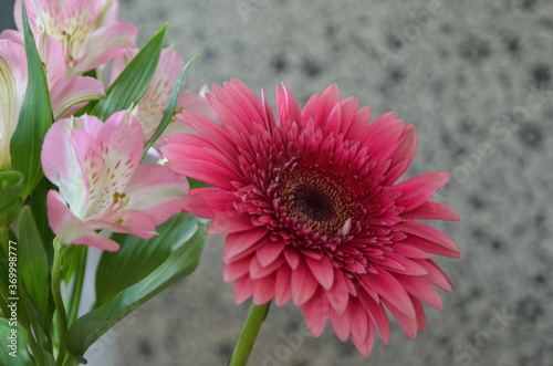 Beautiful bouquet with gerberas. Fresh large pink flowers