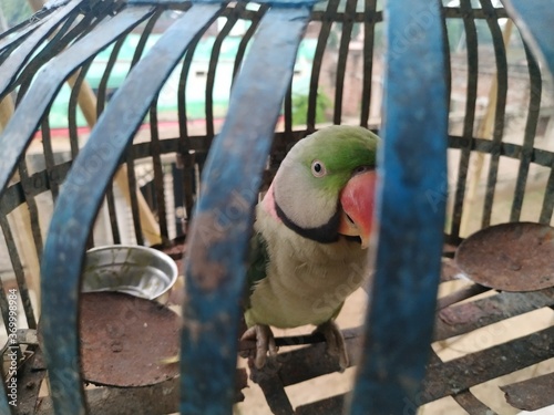 Canvas Print Indian Ringneck Parrot Stock photo