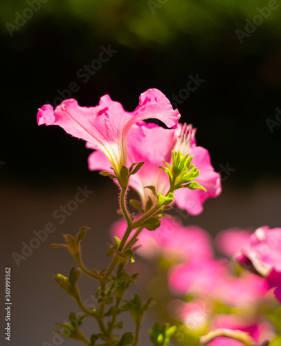 Close-up pink petunia