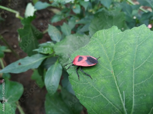 Photography Indian Insect on green leaf Stock Photos