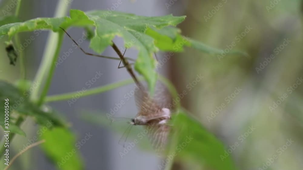 Praying mantis with a butterfly it caught Praying mantis with a butterfly it caught