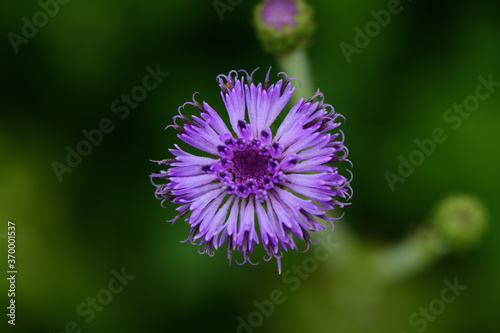 Foto Blue Sonki, Adenoon indicum, Kaas plateau, Satara, Maharashtra, India