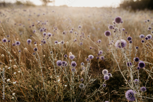 purple flower field on a background of grass © Roman