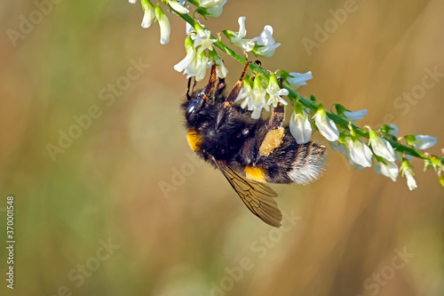 Dunkle Erdhummel ( Bombus terrestris ). photo