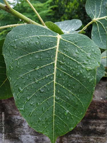 Photography Peepal Tree Leaf stock photos