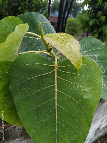 Photography Peepal Tree Leaf stock photos