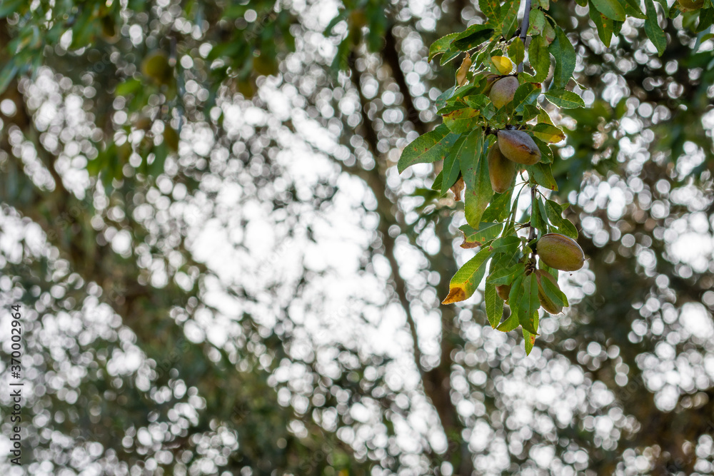 Obraz premium Almonds still green on an almond branch lit by the sun from behind